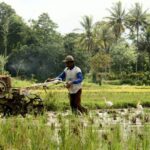 Indonesia’s Nickname Due to Its Agricultural Sector – Julukan Indonesia Karena Bidang Pertaniannya